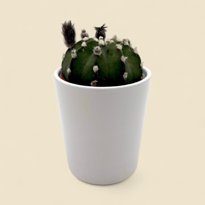 CACTUS 'DOMINO' 3.25"
