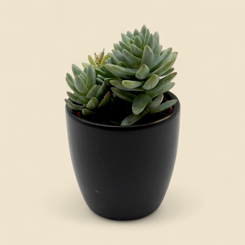 ECHEVERIA PROLIFICA (prolific echeveria) 2.5"