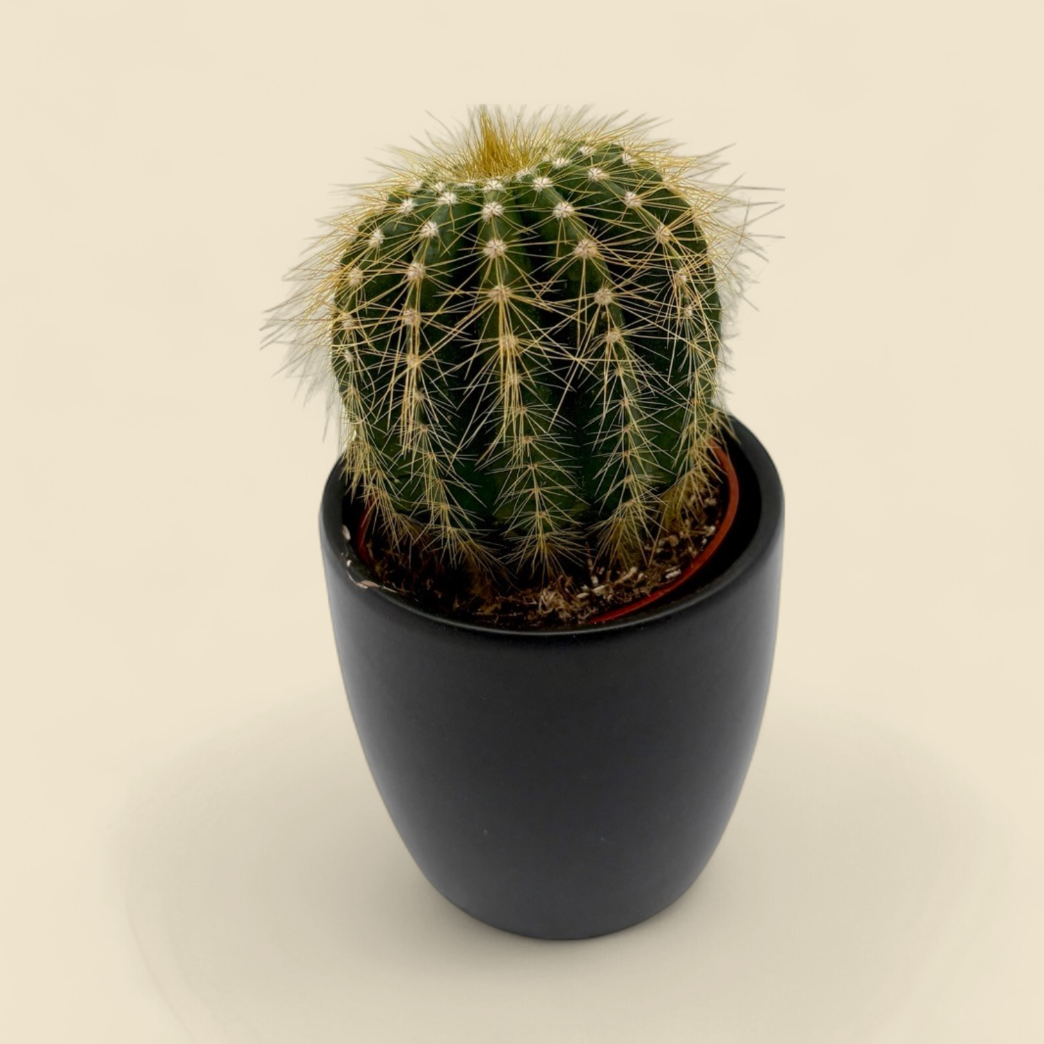 ECHINOCACTUS GRUSONII (golden barrel cactus) 2.5"
