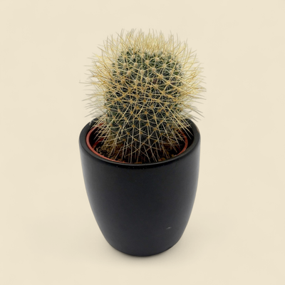 MAMMILLARIA PRINGLEI (pringle's pincushion cactus) 2.5"