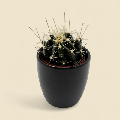 FEROCACTUS GLAUCESCENS (blue barrel cactus) 2.5"