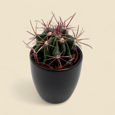 FEROCACTUS PILOSUS (mexican fire barrel) 2.5"