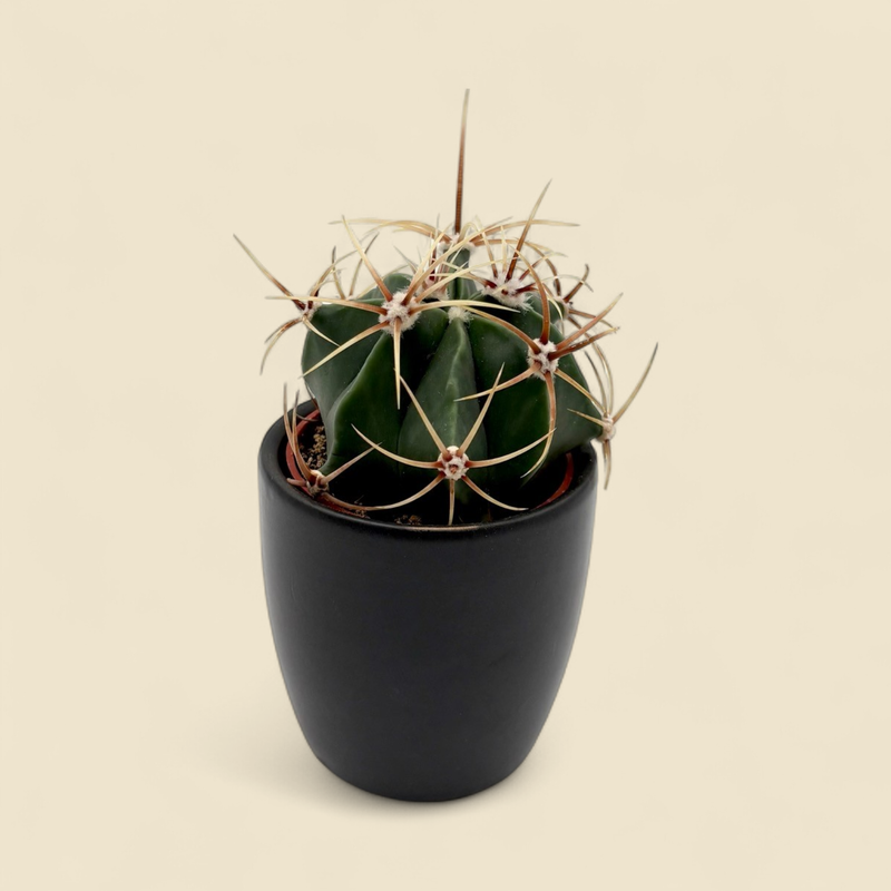 FEROCACTUS HISTRIX (porcupine barrel cactus) 2.5"