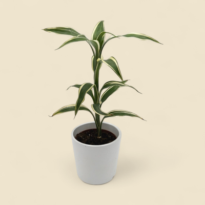 DRACAENA SANDEERIANA (ribbon plant) 2"