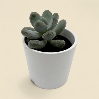PACHYPHYTUM OVIFERUM (moonstone) 2"