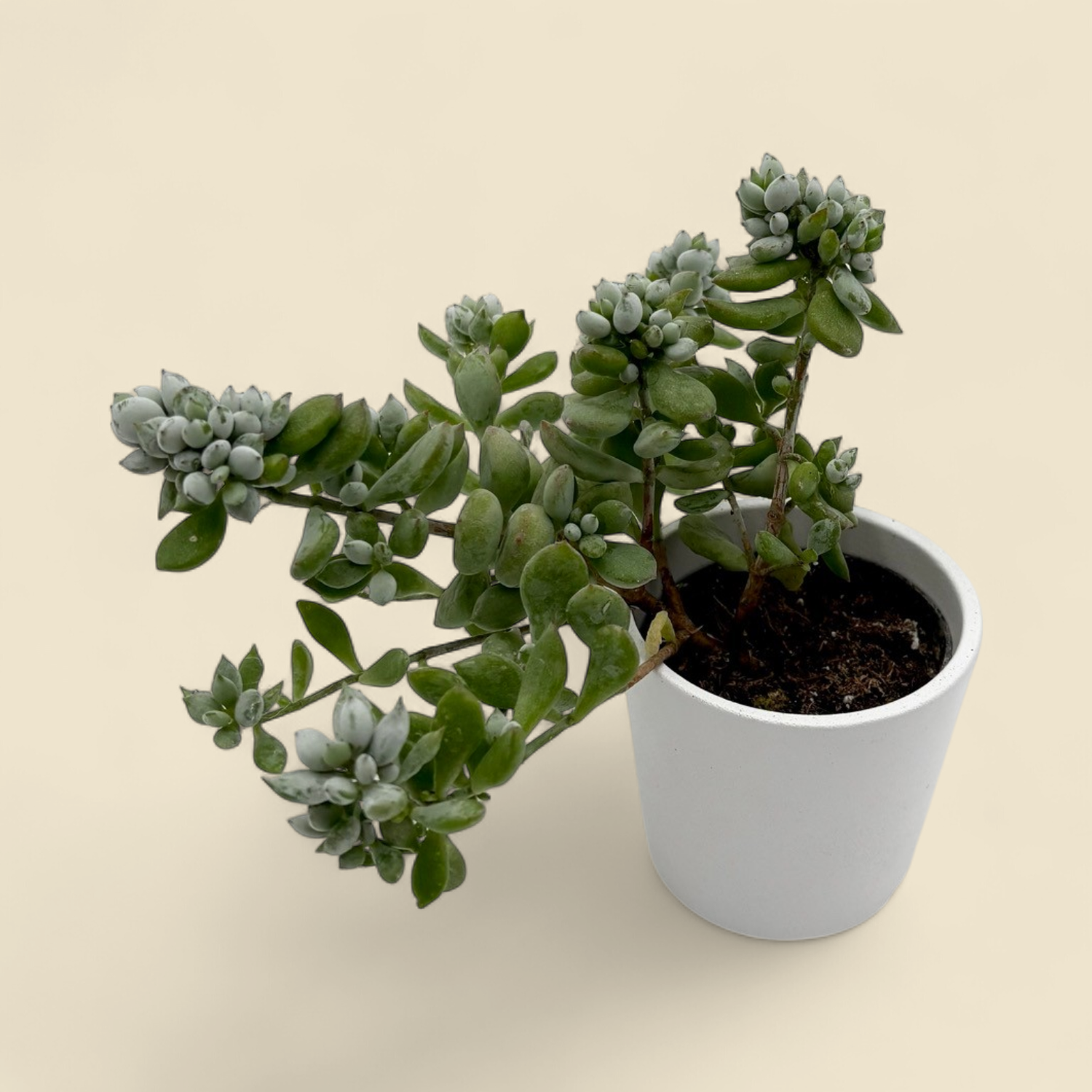 SEDUM ALBUM (white stonecrop) 2"