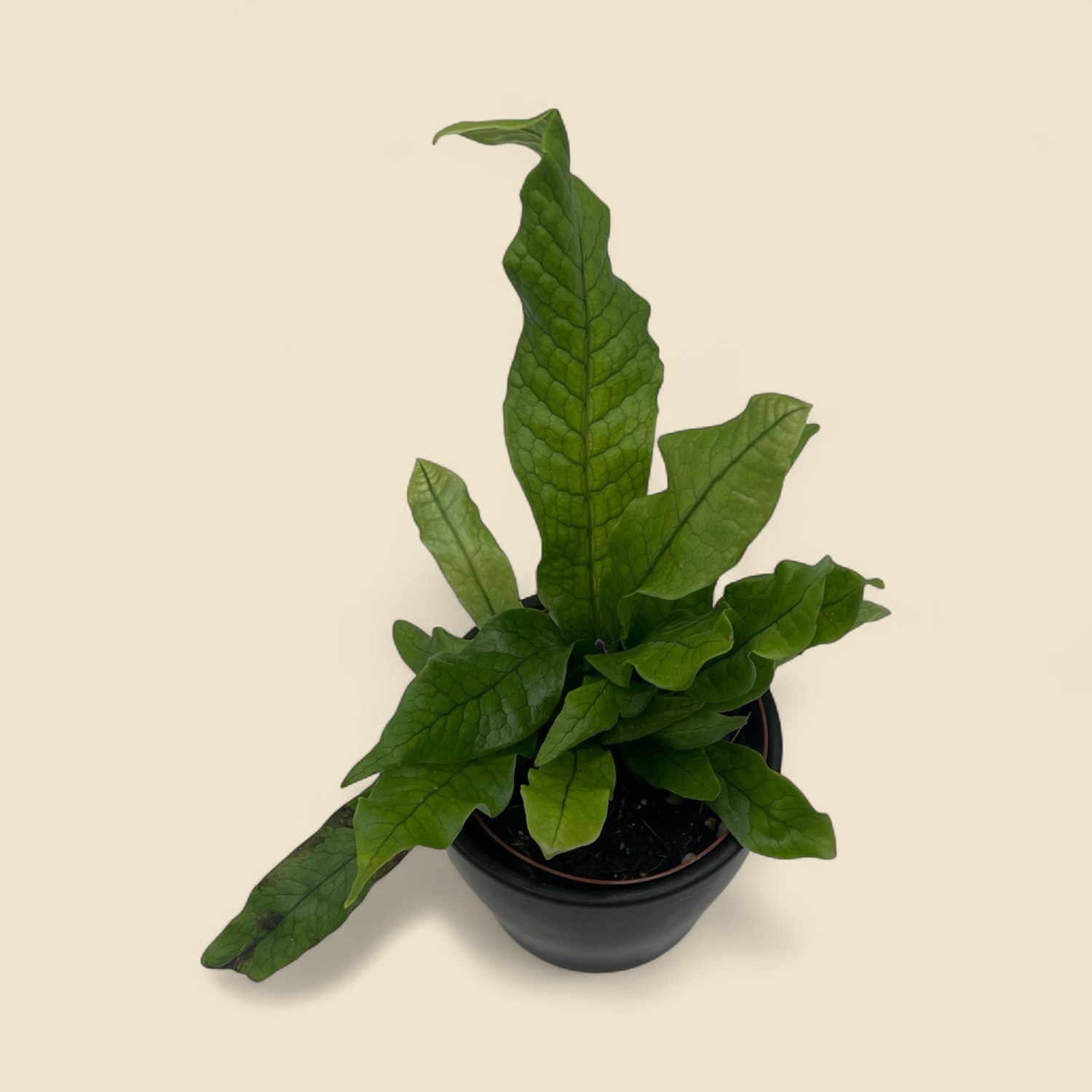 MICROSORUM MUSIFOLIUM 'CROCODYLLUS' (crocodile fern) 4"