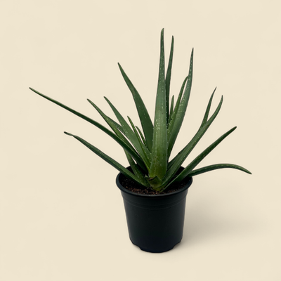 ALOE VERA (medicinal aloe) 10"
