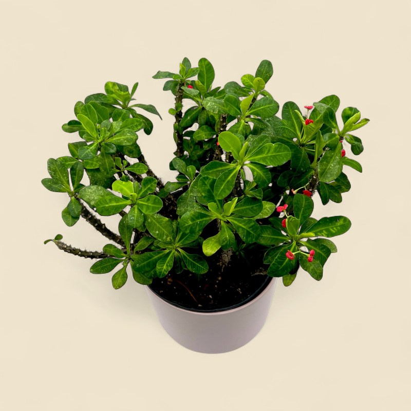 EUPHORBIA MILII (crown of thorns) 10"