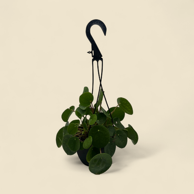 PILEA PEPEROMIOIDES (chinese money plant) 6" HB