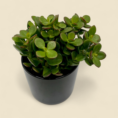 CRASSULA OVATA (jade plant) 4”