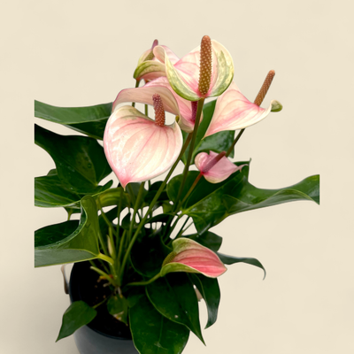 ANTHURIUM ANDREANUM (ASSORTED) (flamingo flower) 6"