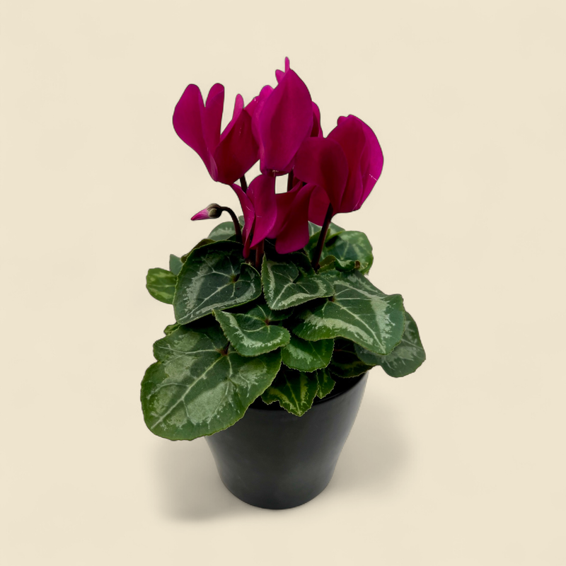 CYCLAMEN ASSORTED COLORS 4"