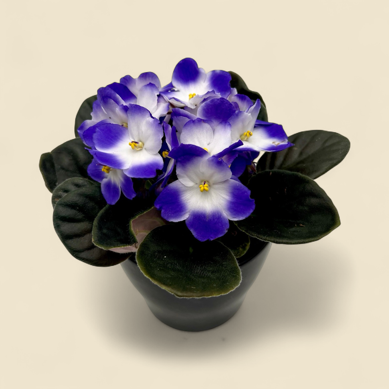 AFRICAN VIOLET ASSORTED COLORS. 4"