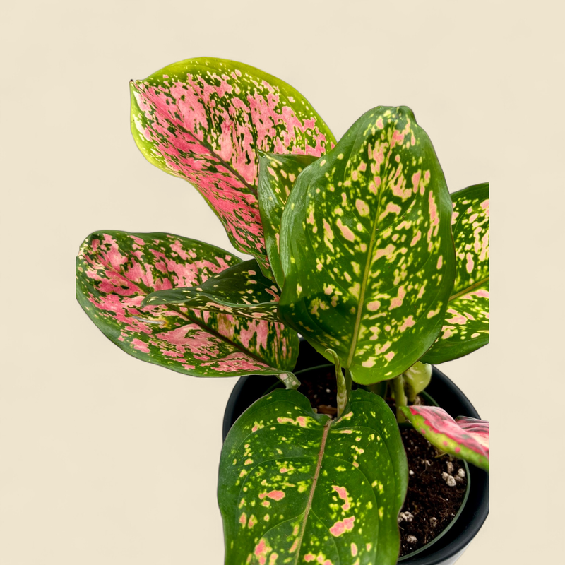 AGLAONEMA 'RUBY RAY' (ruby ray chinese evergreen) 6"