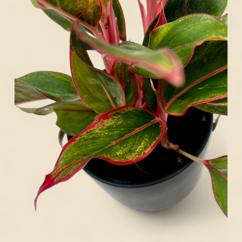 AGLAONEMA 'SIAM AURORA' (red siam chinese evergreen) 6"