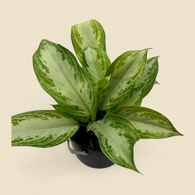 AGLAONEMA 'SILVER BAY' (silver bay chinese evergreen) 6"