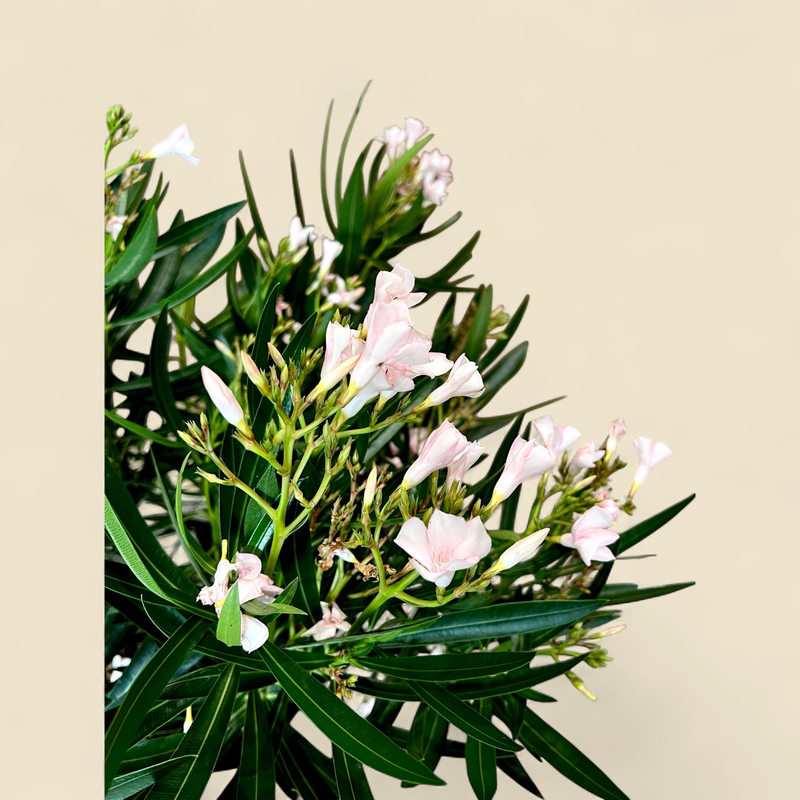 NERIUM OLEANDER (oleander) 10"