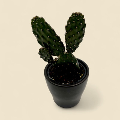OPUNTIA HUMIFUSA (roadkill cactus) 4"