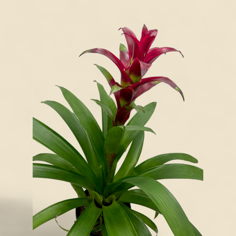 BROMELIAD (ASSORTED COLOUR) 6"