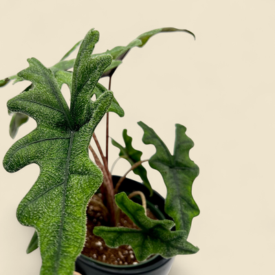 ALOCASIA SULAWESIANA 'JACKLYN' (jacklyn alocasia) 6"