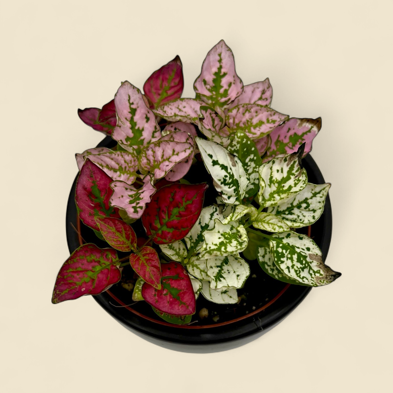 HYPOESTES PHYLLOSTACHYA (ASSORTED COLOURS) (polka dot plant) 4"