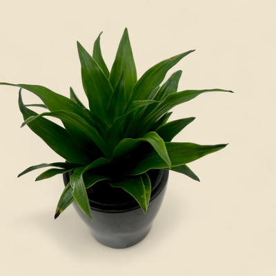 DRACAENA DEREMENSIS 'JANET CRAIG COMPACTA' (compact dracaena) 4"