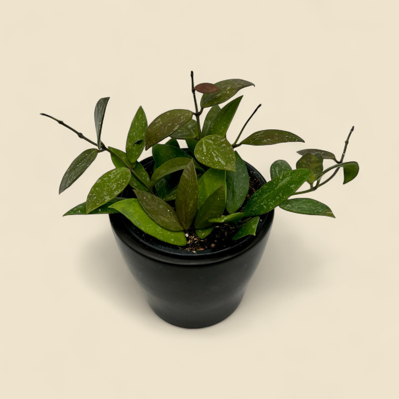 HOYA GRACILIS (slender wax plant) 4"