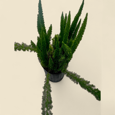 ASPARAGUS DENSIFLORUS 'MEYERI' (foxtail fern) 10"