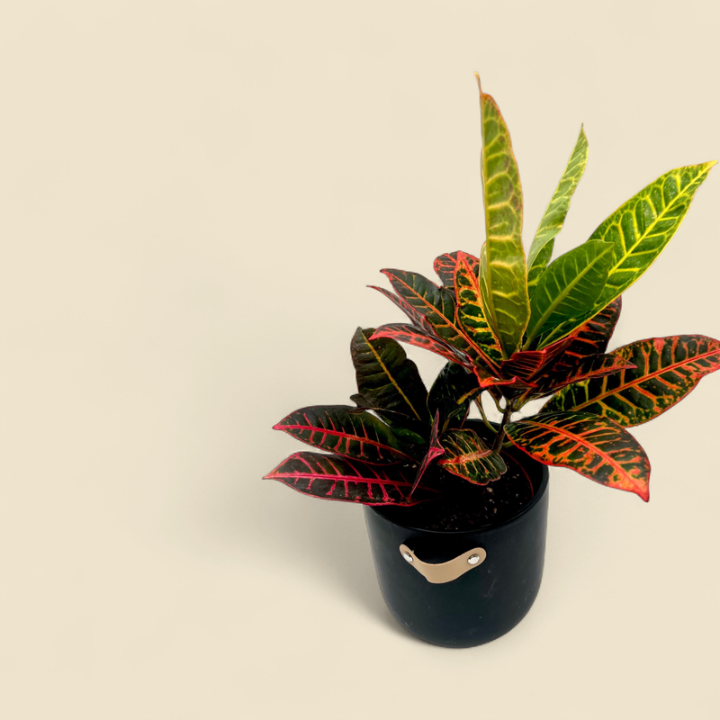 CODIAEUM VARIEGATUM (fancy croton) 6"