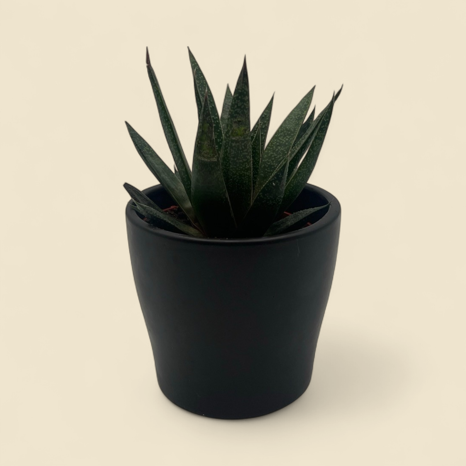 GASTERIA 'FLOW' (flow gasteria) 4"