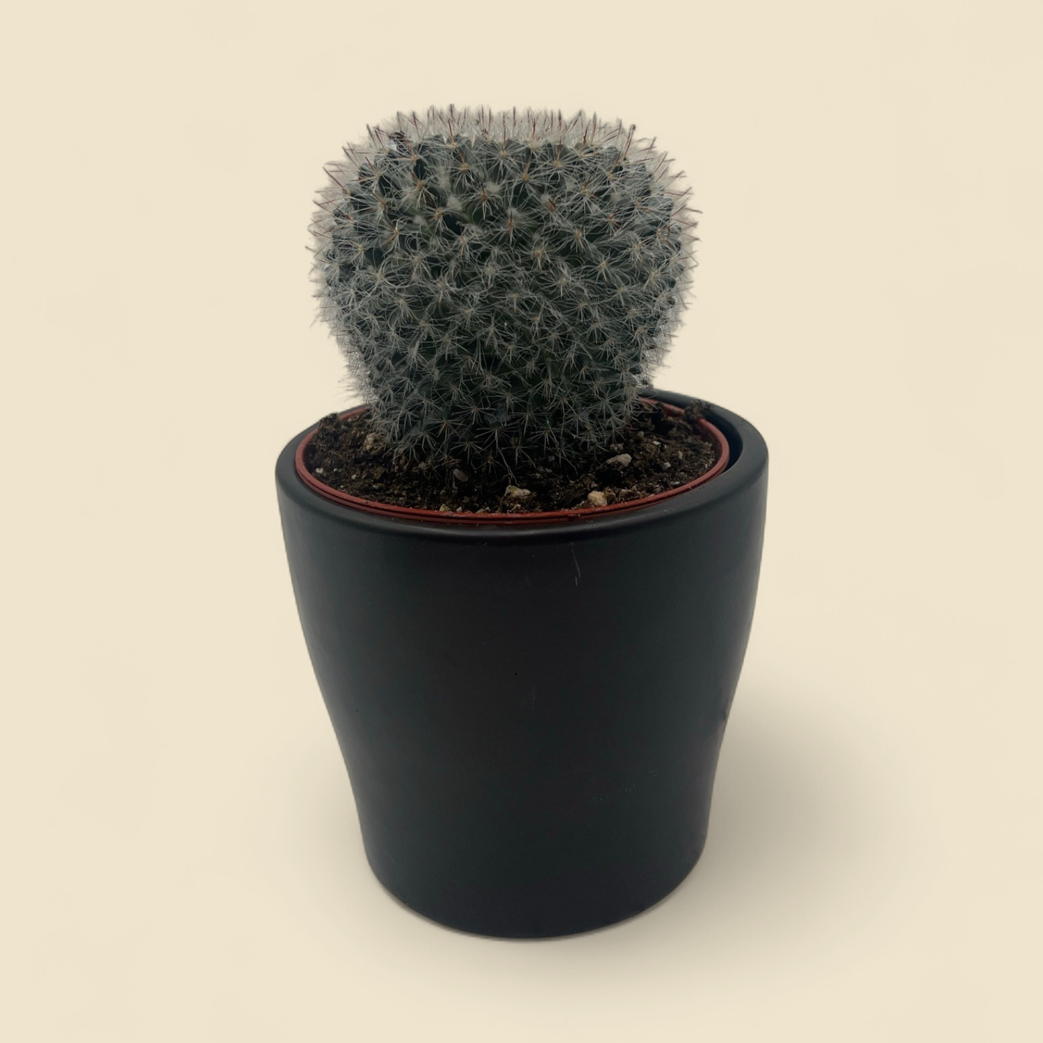 MAMMILLARIA HAHNIANA (old lady cactus) 4"