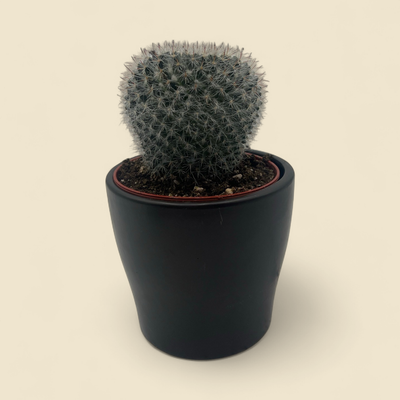 MAMMILLARIA HAHNIANA (old lady cactus) 4"