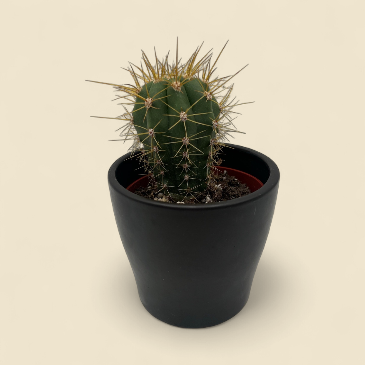 LEUCOSTELE SAHUAO (saguao cactus) 4"