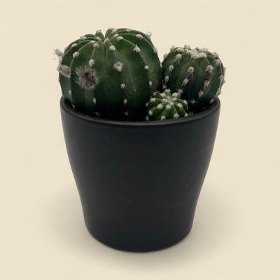 ECHINOPSIS ANCISTROPHORA (spider cactus) 4"