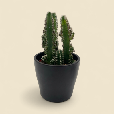 ACANTHOCEREUS TETRAGONUS (fairy castle cactus) 4"
