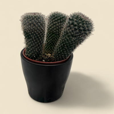 MAMMILLARIA SPINOSISSIMA (red-headed Irishman cactus) 4"