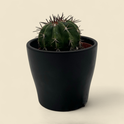 MELOCACTUS MATANZANUS (turk’s cap cactus) 4"