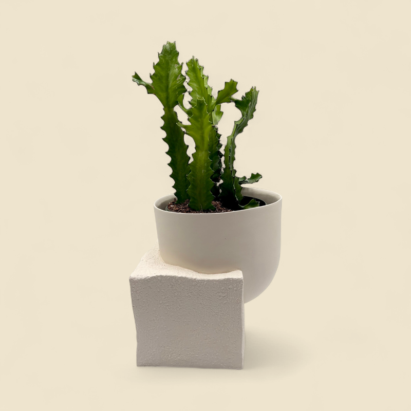 EUPHORBIA TRIGONA (cathedral cactus) 8"