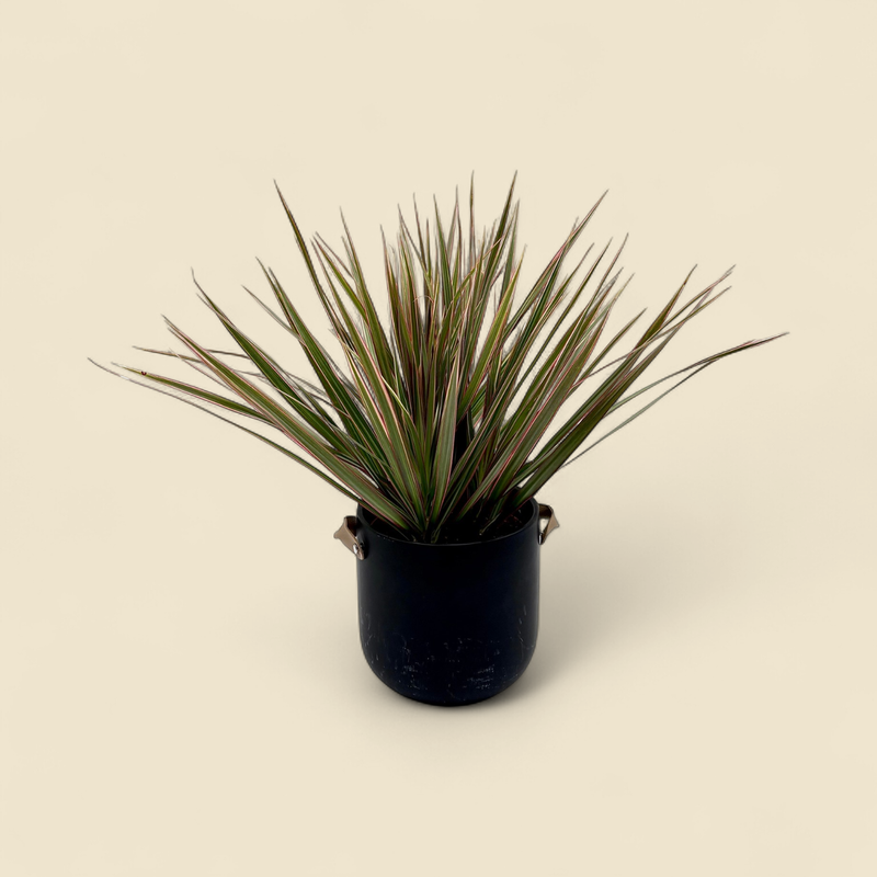 CORDYLINE FRUTICOSA 'TRICOLOR' (tricolor ti plant) 6"