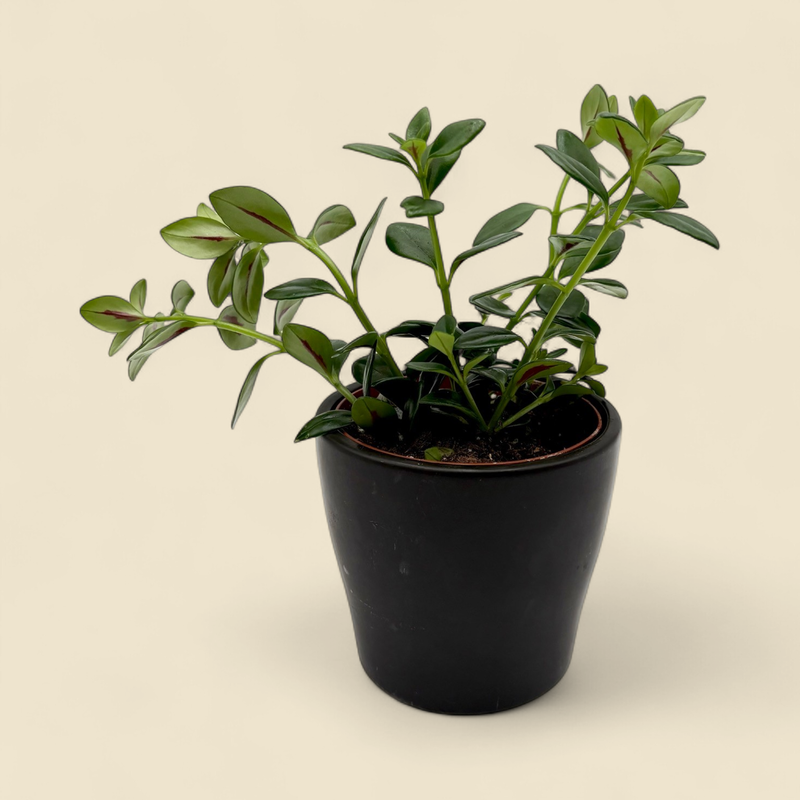NEMATANTHUS GREGARIUS (goldfish plant) 4"