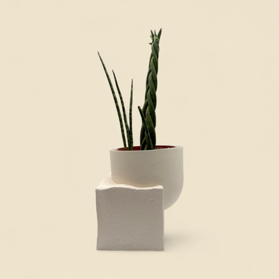 SANSEVIERIA CYLINDRICA 'BRAID' (African spear) 8"