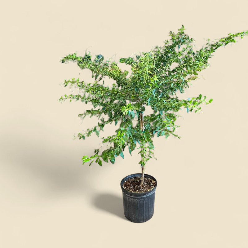 DURANTA ERECTA 'SAPPHIRE SHOWERS' (sapphire showers duranta) 10"