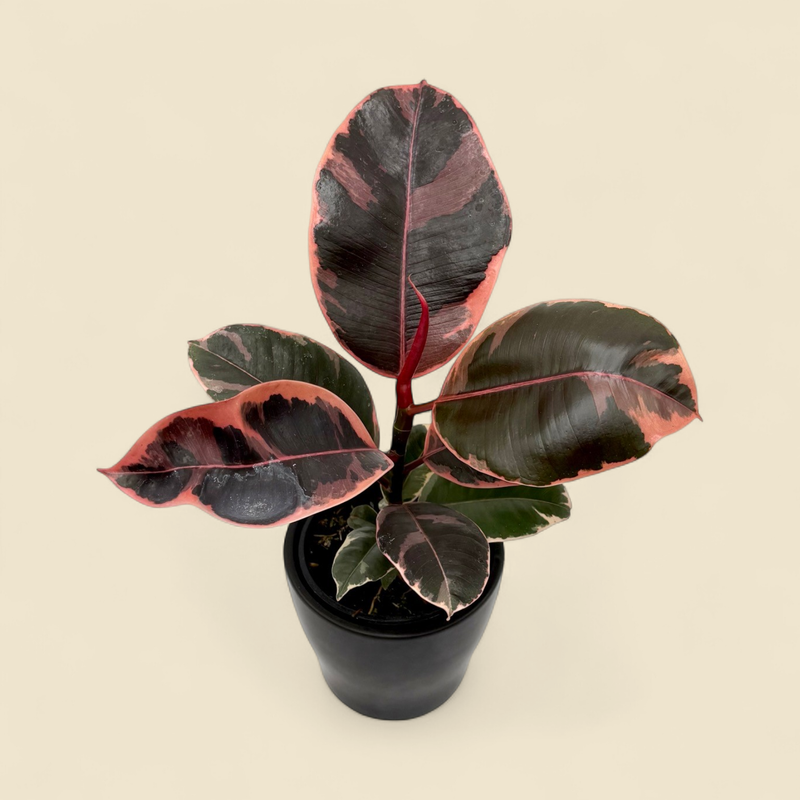 FICUS ELASTICA 'RUBY' (variegated rubber plant) 4"