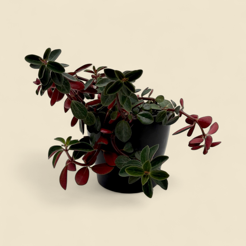 PEPEROMIA GRAVEOLENS (ruby glow peperomia) 4"