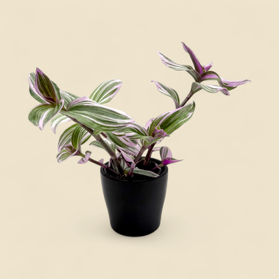 TRADESCANTIA SPATHACEA 'TRICOLOUR' (moses-in-the-boat) 4"