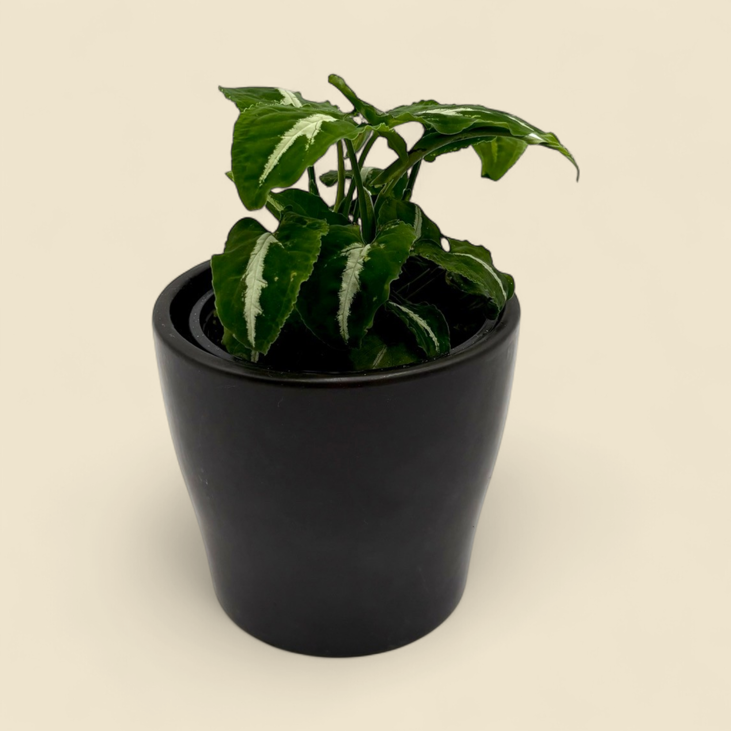 SYNGONIUM ERYTHROPHYLUM 'BLACK VELVET'