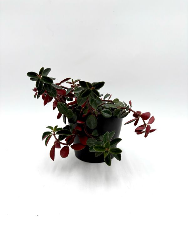 PEPEROMIA GRAVEOLENS (ruby glow peperomia) 4"