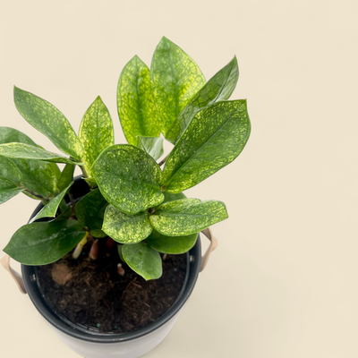 ZAMIOCULCAS ZAMIIFOLIA 'CHAMELEON' (chameleon zz plant) 6"