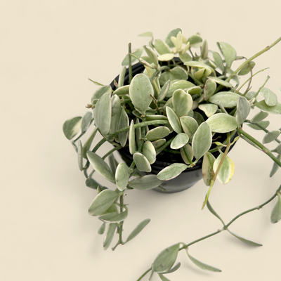 DISCHIDIA OVATA 'WHITE DIAMOND' (white diamond dischidia) 4"